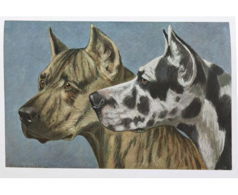 Strebel,R.: Die deutschen Hunde und ihre Abstammung mit Hinzuziehung und Besprechung sämtlicher Hunderassen. Mchn., Elise Ert