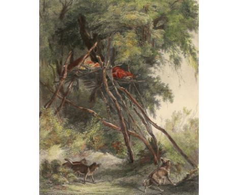 Bodmer, Karl.: (1809 Zürich - Paris 1893). Assiniboin Baumgräber. Aquatinta-Radierung mit neuerem Kolorit, gest. v. Aubert. T