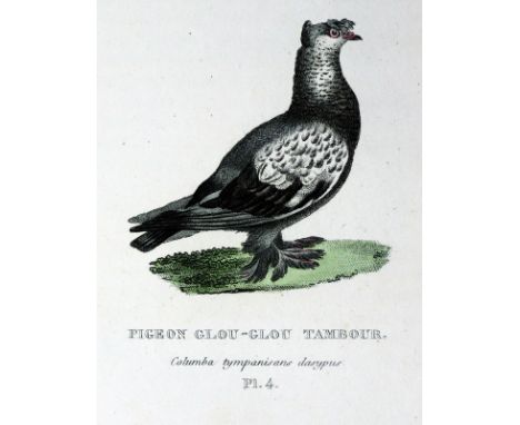 Boitard,(P.) u. M.Corbier.: Les Pigeons de Voliere et de Colombier, ou histoire naturelle et monographie des Pigeons Domestiq