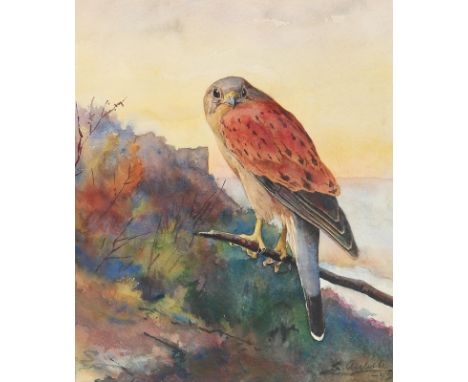 Aichele, Erwin: (1887 Höhefeld/Baden - Pforzheim-Eutingen 1974). Enzio der Turmfalke. Auf einem Ast über einem Tal sitzender 