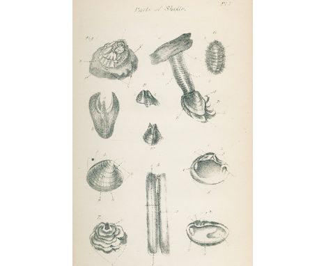 Poe,E.A.: The conchologist's first book: or A system of testaceous malacology, arranged expressly for use of schools, in whic