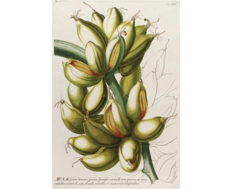 Bananenstaude.: Musae fructu breviori spadicis fructiferi verticilli... Taf. XXIII. Kolor. Kupferstich aus Trew, Plantae sele