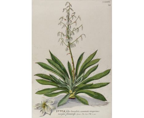 Yucca-Palme.: Yucca foliis lanceolatis... Taf. XXXVII. Kolor. Kupferstich aus Trew, Plantae selectae um 1760. Plgr. ca. 42 x 