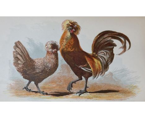 Ferguson,(G.).: Ferguson's illustrated series of rare and prize poultry, including comprehensive essays upon all classes of d