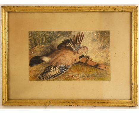English school (19th century),A trapped jay,Watercolour on paper,Unsigned,14cm x 23cm,Framed and glazedalong with Robert Broa