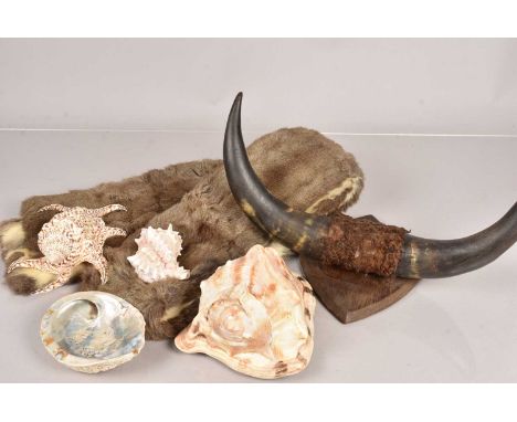 A small pair of horns, to look like a pair of buffalo horns, together with a group of shells, including a King Helmet (Cassis