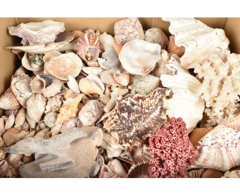 An assortment of Sea Shells and Corals, to include Hippopus Clams, Spider Conch (Lambis Lambis), Trochus, Murex, white coral,