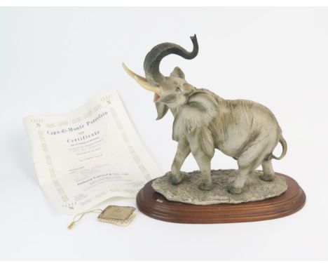 A large Capo Di Monte model of a raging Elephant, with raised trunk open mouth and flared ears, mounted on a polished wood ba