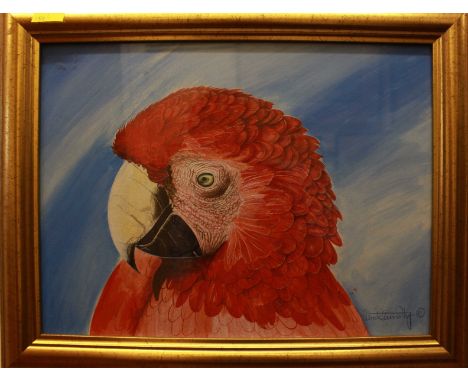Jerome Patrick Connolly (20th century), portrait of a red Macaw parrot, signed, acrylic on board, 29cm x 39cm        