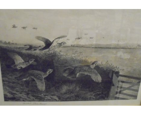 AFTER ARCHIBALD THORBURN "Partridges in flight", black and white print, signed in pencil lower left, artist's blind studio st