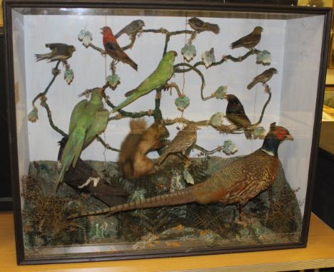 A taxidermy stuffed and mounted collection of birds various including Ring-necked Cock Pheasant, Scarlet Tanager, Parakeets, 