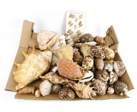 A collection of vintage seashells. Of various sizes, including a conch, cowries, etc.