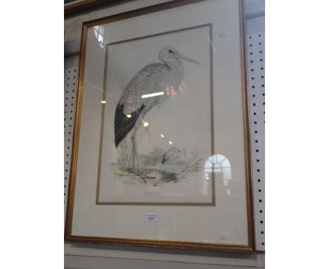 AFTER EDWARD LEAR 1812-1888: 'White Stork (Ciconia Alba)', lithograph