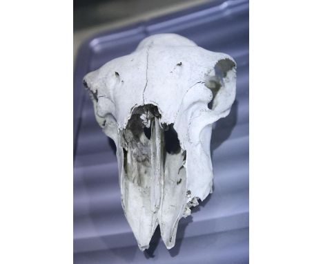 Sheep's skull with teeth. Not available for in-house P&amp;P 