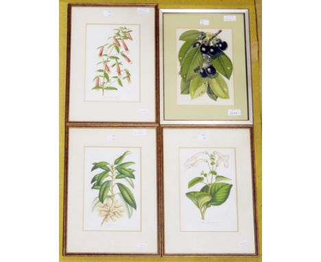 Collection of six coloured botanical prints, including: two G. Severeyns chromolithographs of fruit 33cm x 26.5cm, three colo