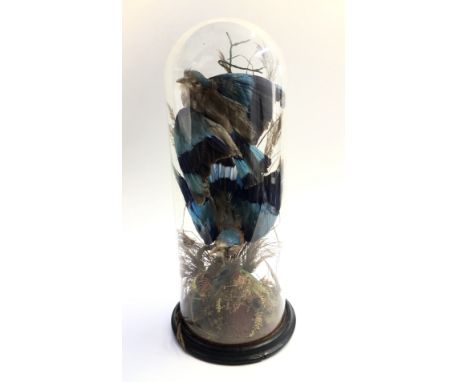 Two exotic stuffed birds under a glass dome, height 64cm.From the estate of Ashley Barker OBE who was born in Hertfordshire i