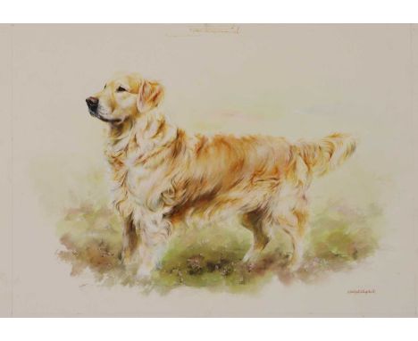 *Mandy E Shepherd (b.1960)Golden Retrieversigned 'Mandy E Shepherd' l.r., watercolour, coloured pencil, pastel32 x 42.5cm, un