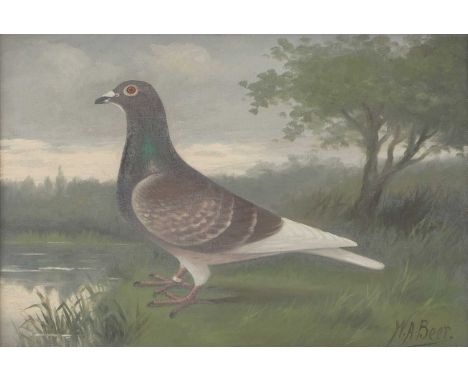 *Andrew Beer (1862-1954)Portrait of a red cheq racing pigeonsigned 'W.A. Beer' l.r., oil on canvas board29.5 x 39.5cm*Artist'