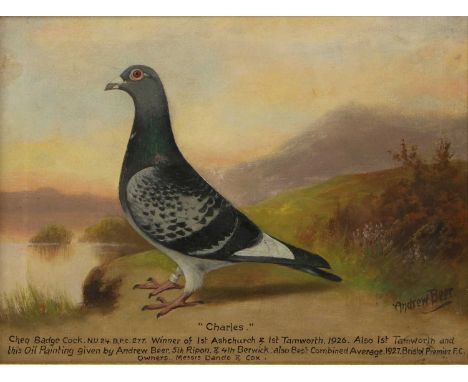 *Andrew Beer (1862-1954)'Charles', portrait of a racing pigeonsigned 'Andrew Beer' l.r., inscribed with title and further ins