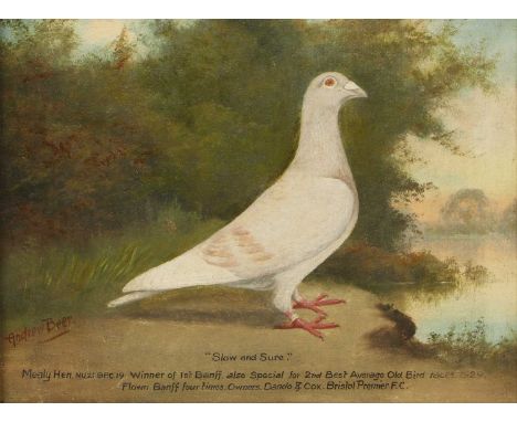 *Andrew Beer (1862-1954)'Slow and Sure', portrait of a racing pigeonsigned 'Andrew Beer' l.l., inscribed with title and furth