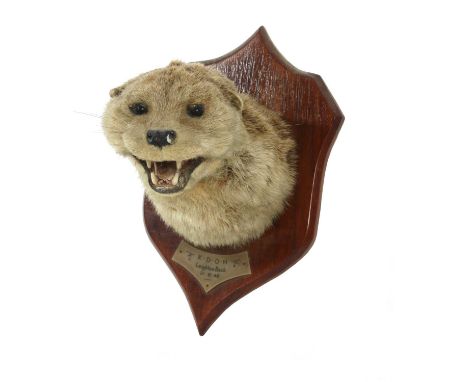 Taxidermy: Otter masktaxidermy mount on an oak shield by K Murray & Son, Carnforth, Lancs, labelled 'KDOH, Leighton Beck, 21.