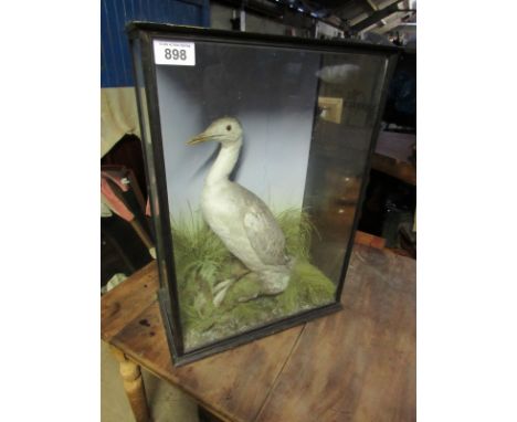  Sale Item:    STUFFED BIRD   Vat Status:   No Vat   Buyers Premium:  This lot is subject to a Buyers Premium of 15% + Vat @ 