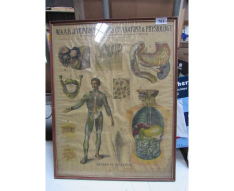  Sale Item:    ANATOMY & PHYSIOLOGY CHART EDINBURGH (AF)  Vat Status:   No Vat   Buyers Premium:  This lot is subject to a Bu