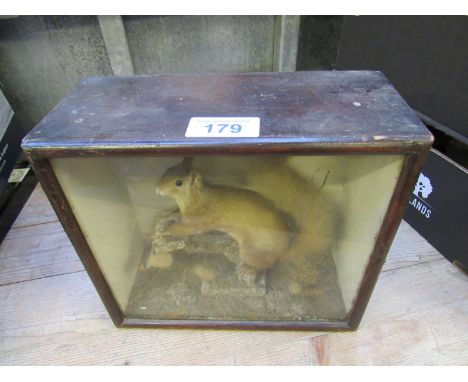  Sale Item:    CASED SQUIRREL (AF)   Vat Status:   No Vat   Buyers Premium:  This lot is subject to a Buyers Premium of 15% +