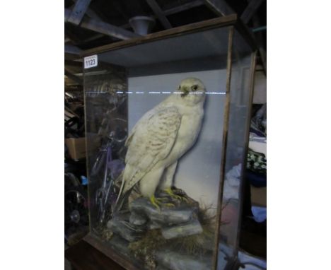  Sale Item:    TAXIDERMY GYR HAWK- (CASE AF)   Vat Status:   No Vat   Buyers Premium:  This lot is subject to a Buyers Premiu