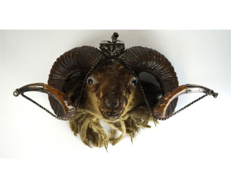 A 19th Century Scottish rams head snuff mull
The horns tipped with engraved white metal mounts and adjoining open link chains