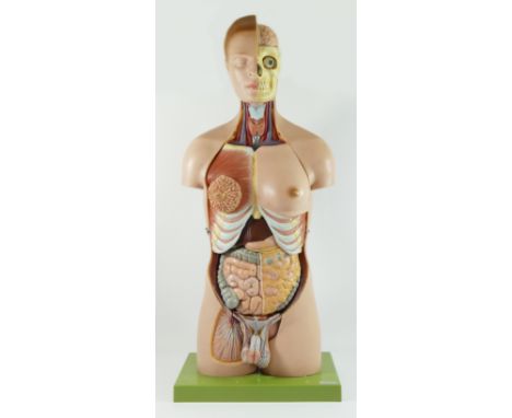 A T Gerrard &amp; Co anatomical teaching aid, in the form of a hermaphrodite, with numbered removal organs, bones and genital