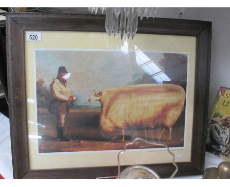 A framed and glazed print of Prize Sheep by W H Davis 1838 (Museum of Lincolnshire Life)