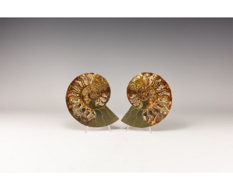 Jurassic Period, Bacocian stage, 168-172 million years BP. An A-grade cut and polished Cleoniceras sp. ammonite discovered at