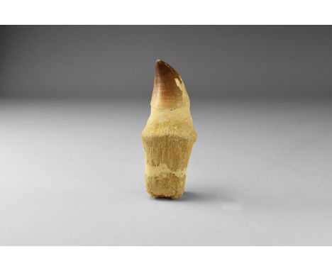 Lower Cretaceous Period, 120 million years BP. A Mosasaurus tooth complete with root, from Albian, Tegona Formation, Khouribg