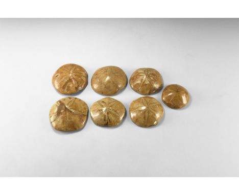 Miocene Period, 23-5.3 million years BP. A group of seven Astrodapsis spatiosus echinoids (sand dollars) from the Santa Marga