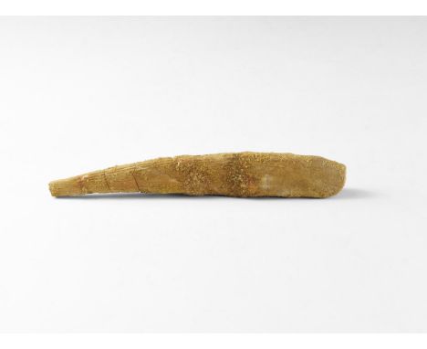 Mesozoic Era, 250-65 million years BP. A large dorsal spine from the extinct Hybodus sp. shark, showing excellent preserved d