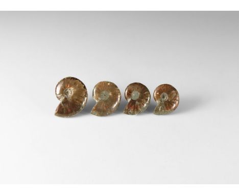 A group of four polished A-grade opal lustre Cleoniceras sp. ammonites from Madagascar. 70 grams total, 15-25mm (1 1/4 - 2").