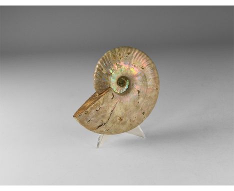 Cretaceous Period, Albian Stage, 113-100 million years BP. A natural iridescent shell Cleoniceras sp. ammonite. 340 grams, 10