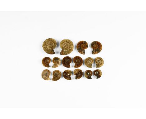 Lower Lias, Sinemurian, 200-180 million years BP. A group of eight small A-grade cut and polished Promicroceras sp. ammonite 