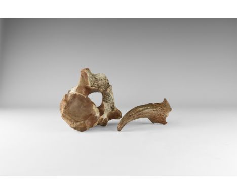 Circa 100,000 years BP. A group comprising a pelvis fragment and a horn of a bison, bison priscus, from Holland. 518 grams to