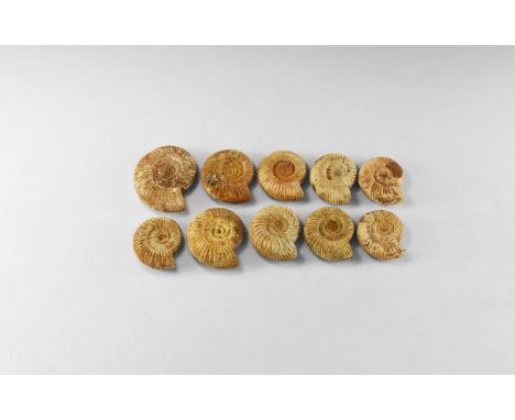 Cretaceous Period, 145-65 million years BP. A group of ten Perisphinctids, some with remains of shell. 845 grams total, 55-83