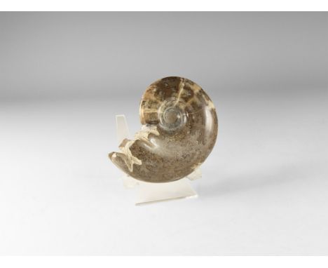 Jurassic Period, Bacocian stage, 168-172 million years BP. A large polished oolite Beaudanticeras sp. chambered ammonite disc