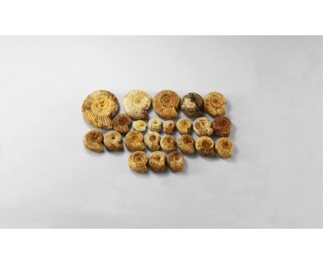 Cretaceous Period, 145-65 million years BP. A group of twenty-two Perisphinctids of various sizes and an echinoderm. 522 gram