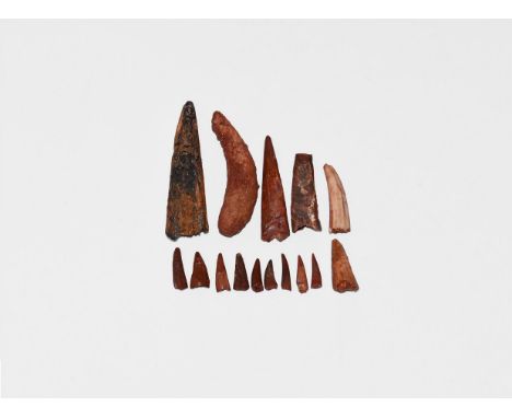 Cretaceous Period, 145-65 million years BP. A group of fifteen Pterosaur teeth Siroccopteryx moroccensis, from south of Taouz