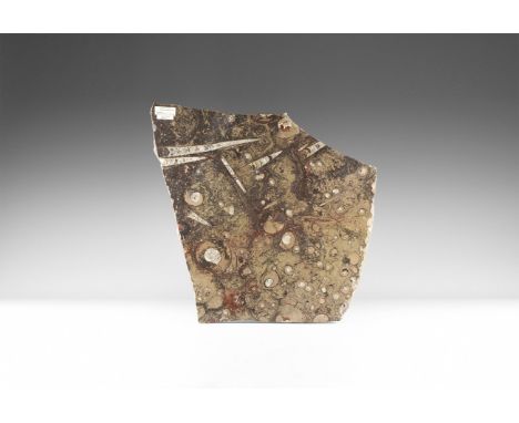 Devonian Period, 417-354 million years BP. A large mortuary slab polished on one face showing ammonoids and nautiloids from t