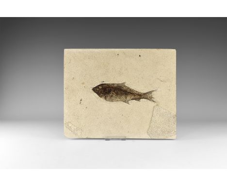 Eocene Period, 58-36 million years BP. A fossil Diplomystus fish on matrix from the Green River Formation, Lincoln County, Wy