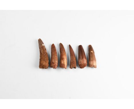 Cretaceous Period, Aptian Stage, 125-113 million years BP. A group of six large teeth of Spinosaurs maroccanus from Tegana Fo