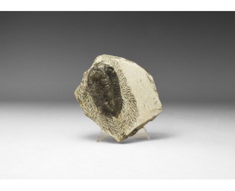 Upper Devonian Period, 385-359 million years BP. A Metacanthina barrandei trilobite on a matrix from the Atlas Mountains, Ham
