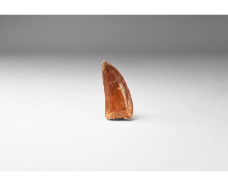 Cretaceous Period, Aptian Stage, 125-113 million years BP. A large A-grade fossil tooth of Carcharodontosaurus saharicus from