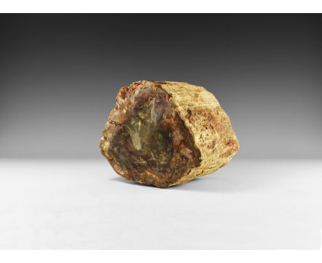 Jurassic Period, 199-145 million years BP. A substantial 13 cm long piece of petrified wood with the top and bottom cut and p